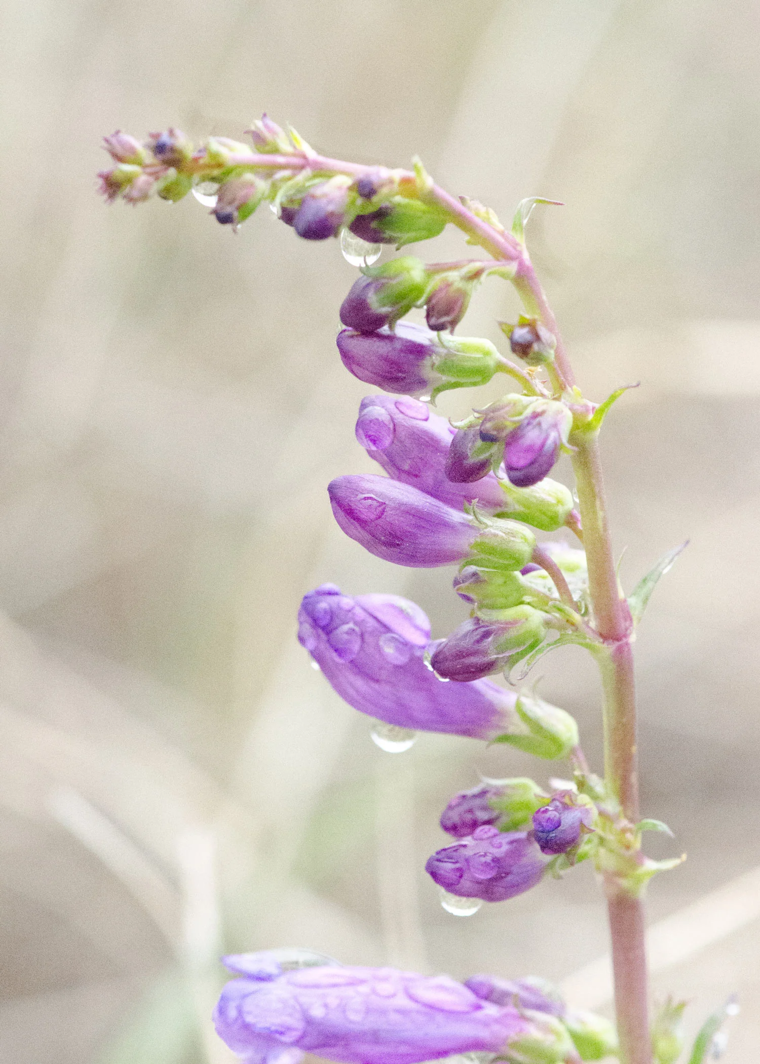 curved-pentsenmonweb.jpg