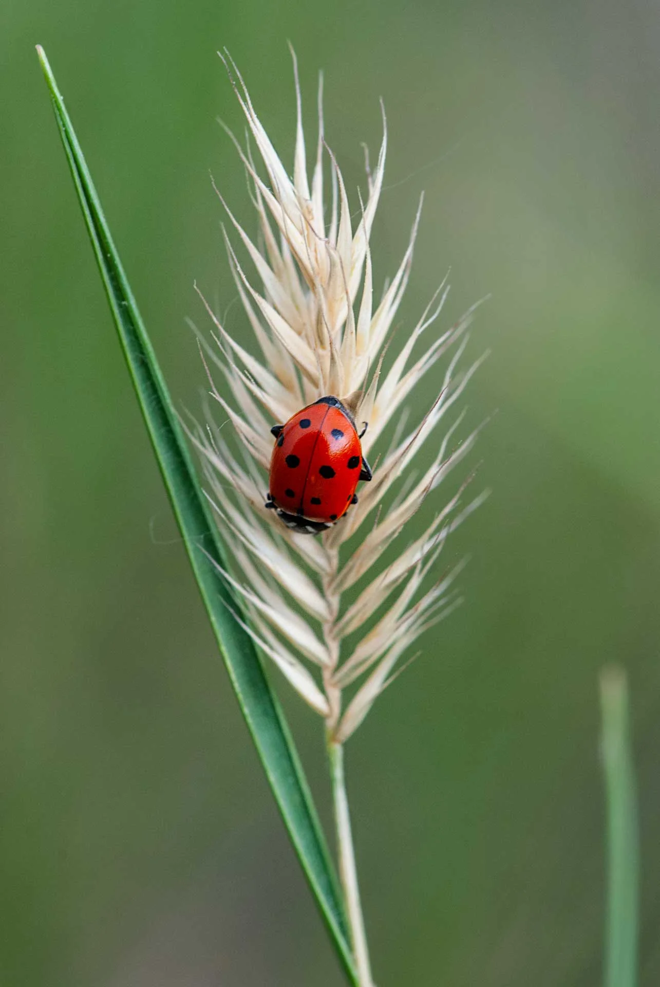 lady-bug-web.jpg