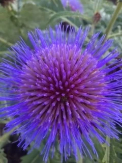 Thistle.JPG