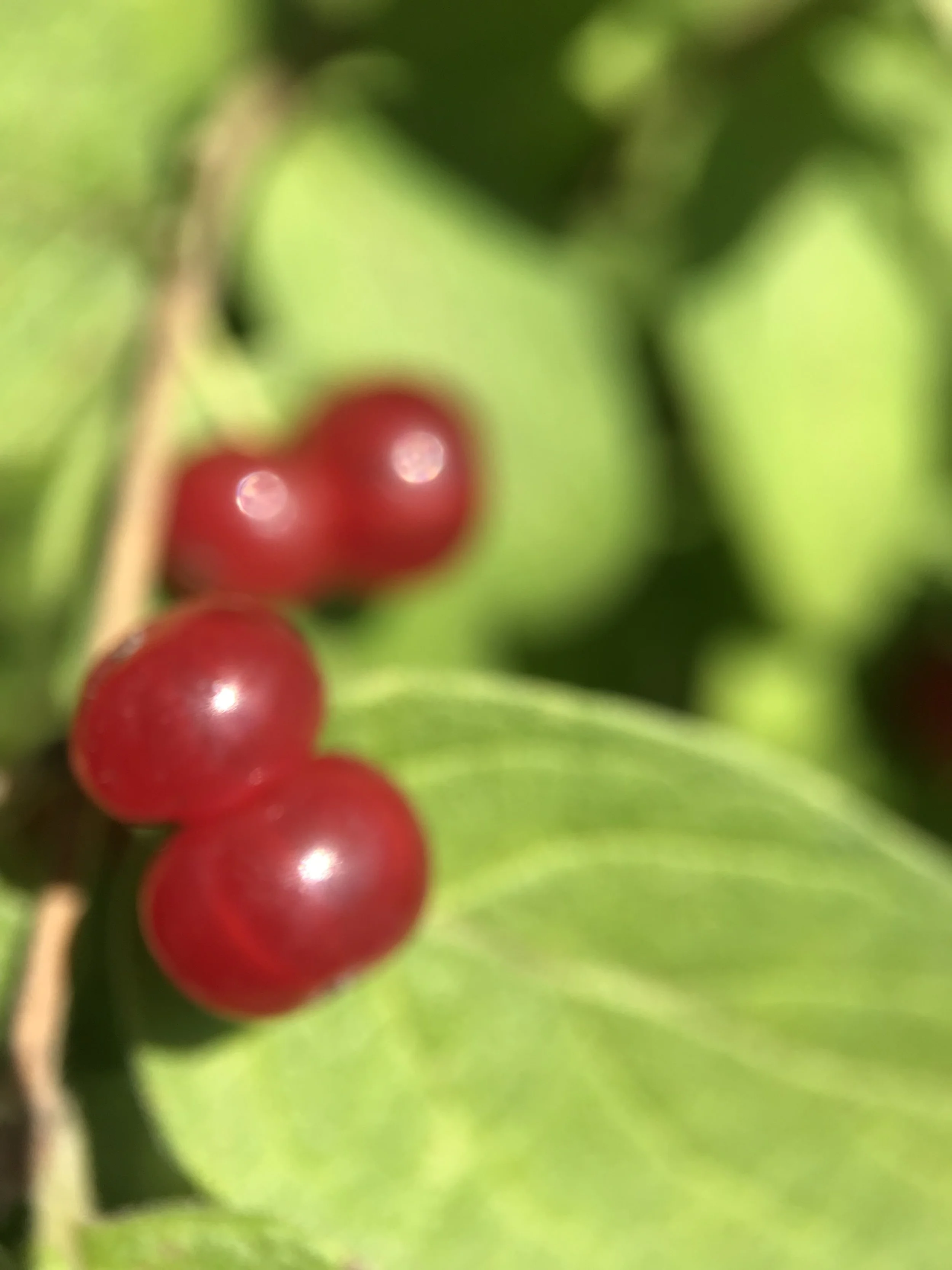 C2481927-33DB-4017-9134-A19C789D07AA.jpeg