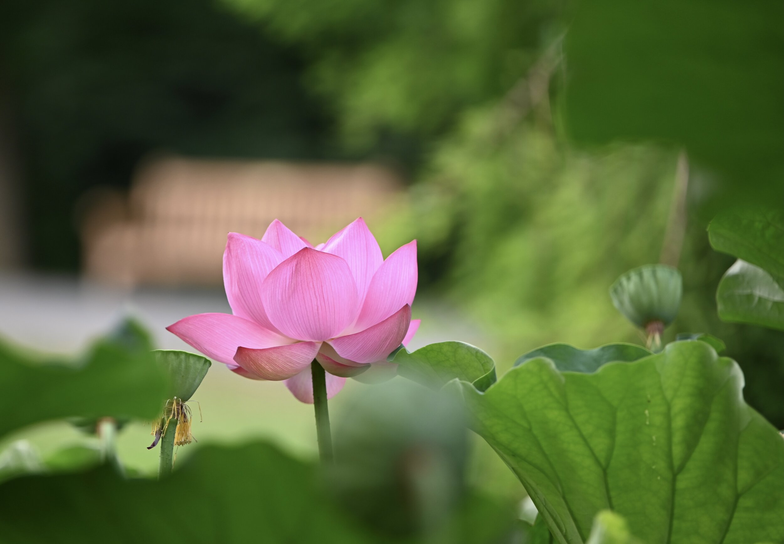 57B721D8-5816-4551-A717-6A7A71D36081_1_201_a.jpeg