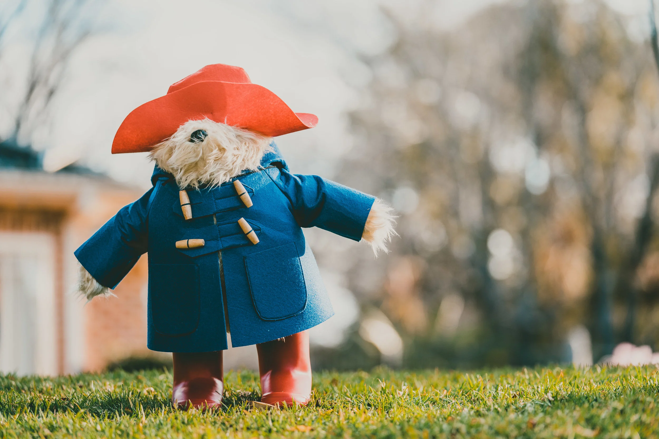 Mine That Bird a Cinderella Story? Try Paddington Bear