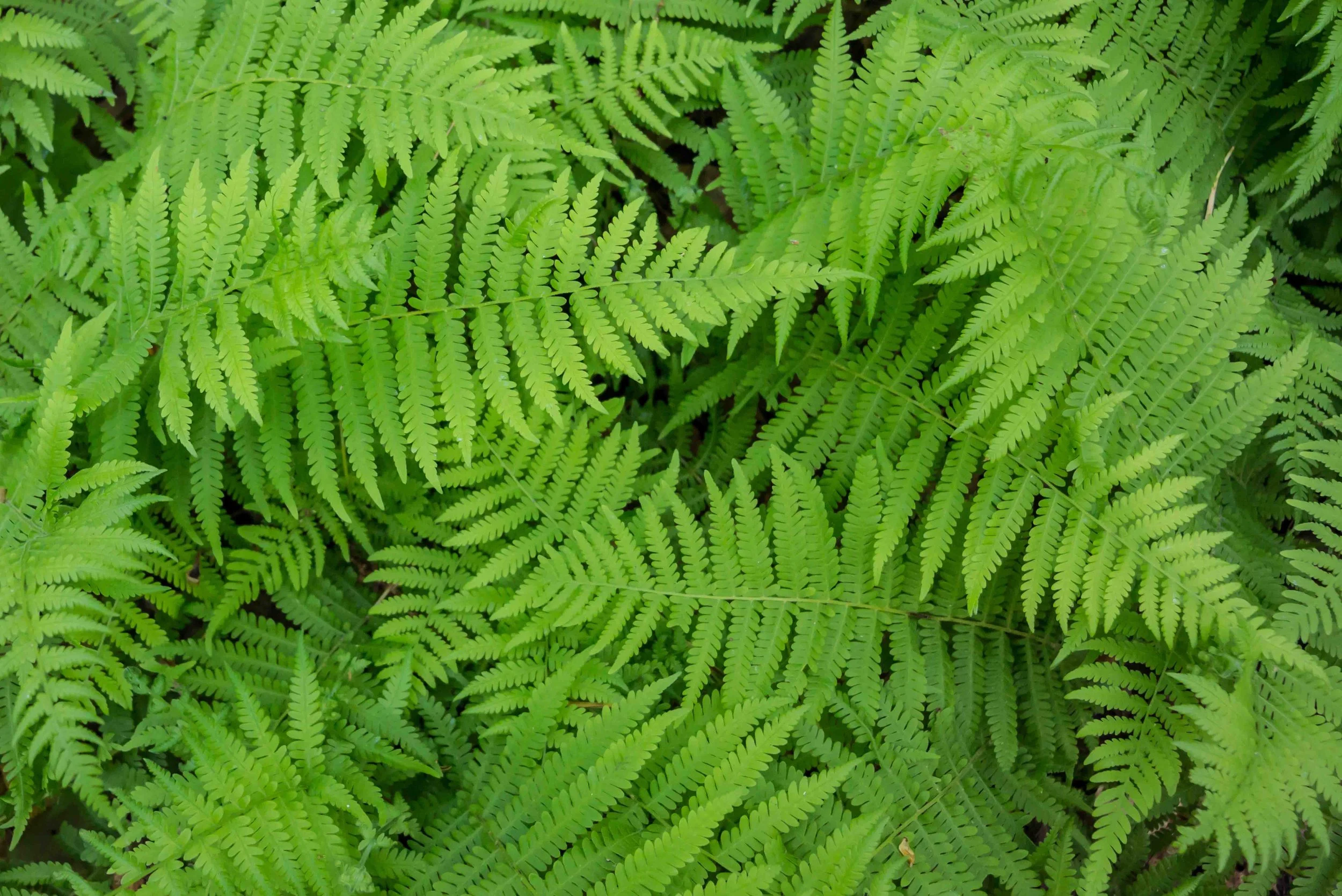 ferns.jpg