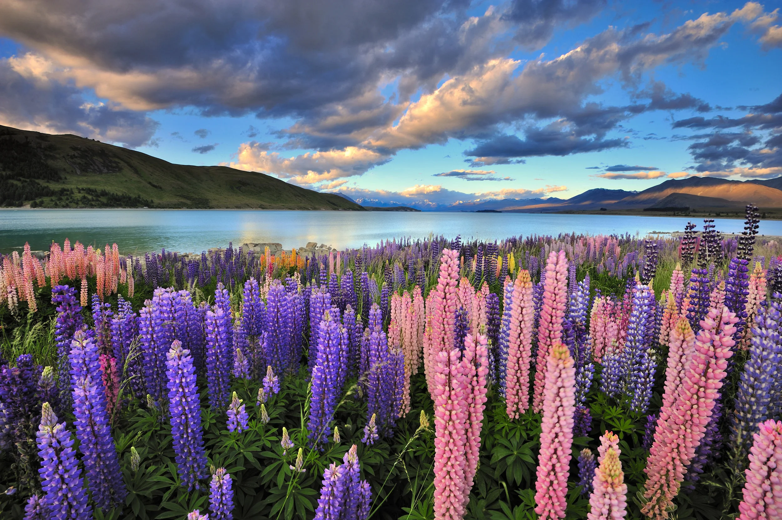 Lake Tekapo, South Island