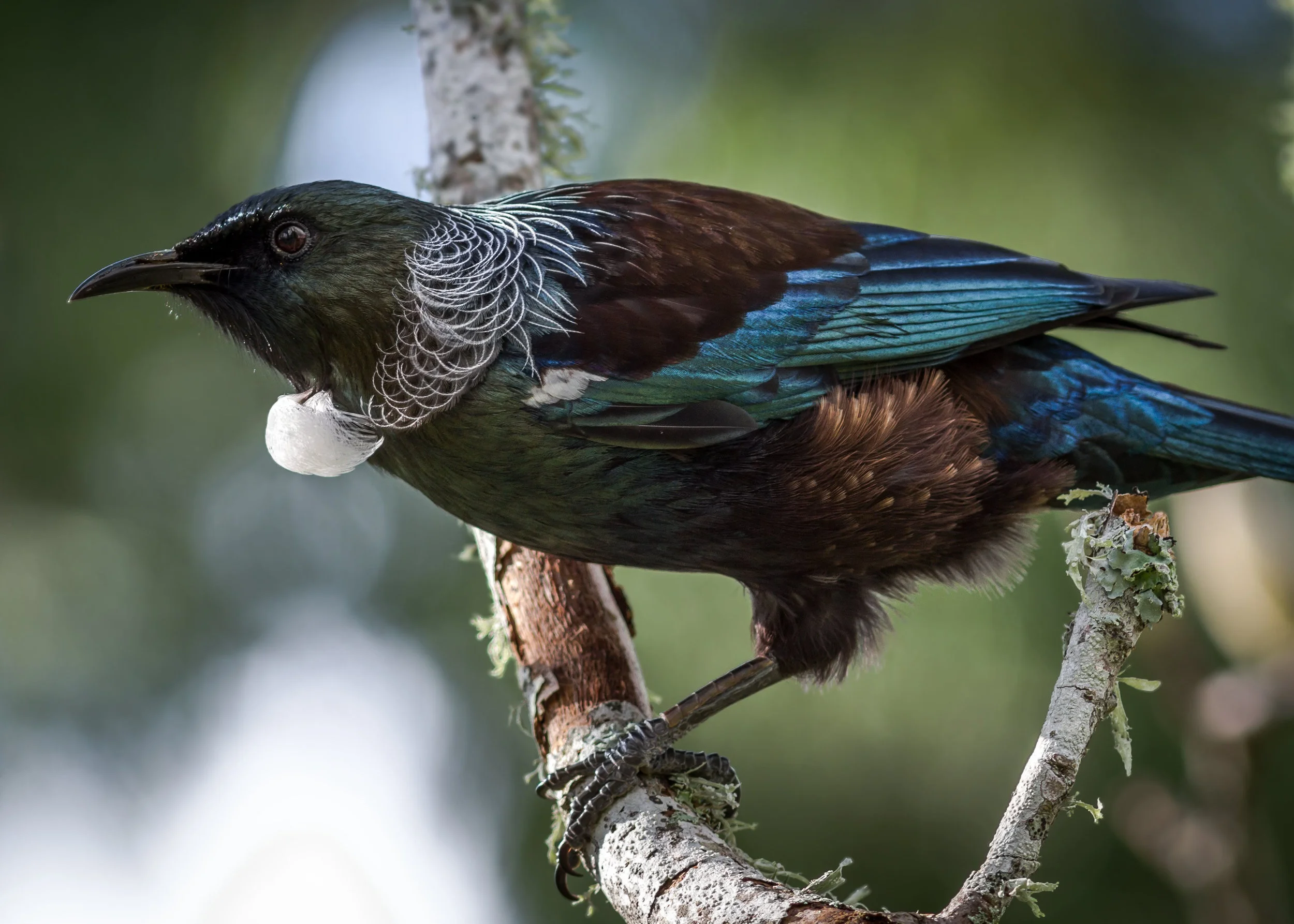 NZ Native Bird, The Tui