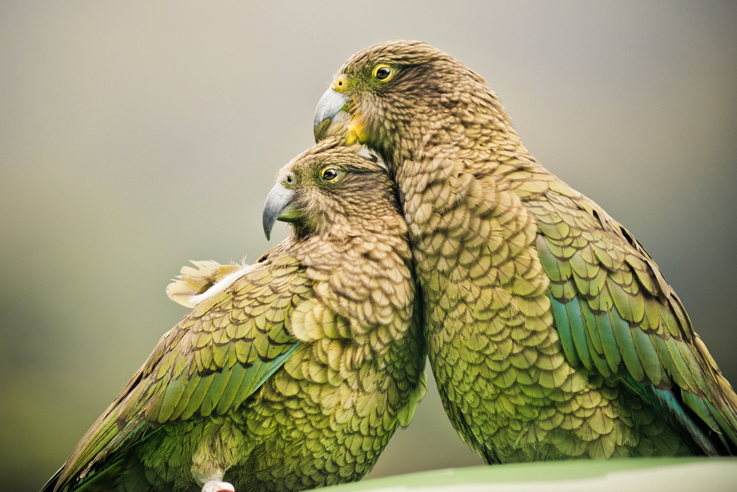 NZ Native Bird, The Kea