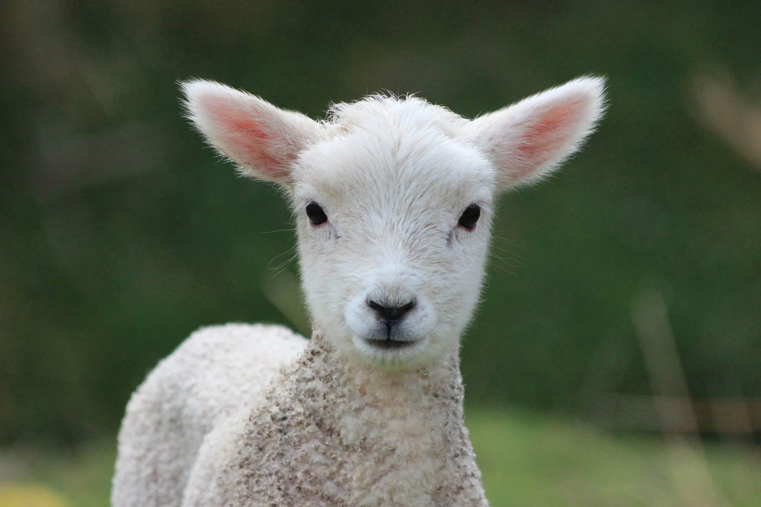 Cute lamb