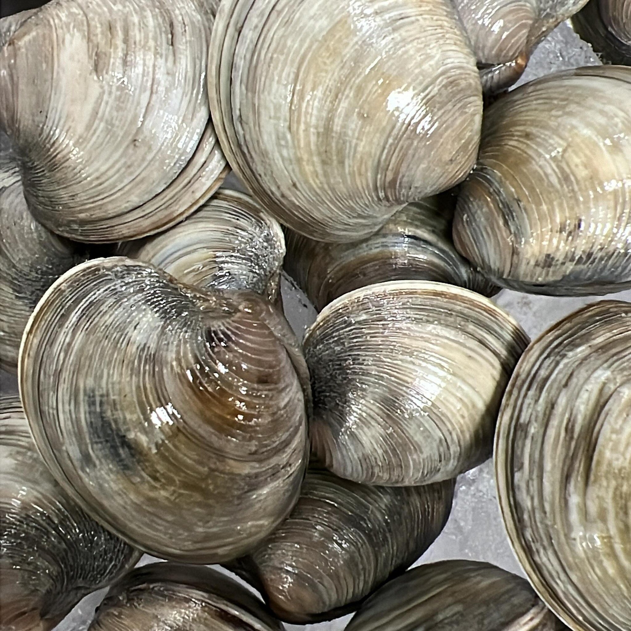 Coming soon to the Locale Spring Menu, Littleneck Clams in our Spaghetti Alle Vongole and Clams Casino!!