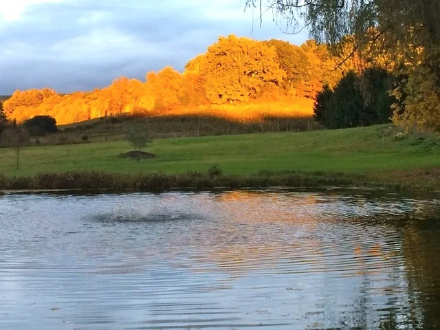 sunset%2Bon%2Bgrapevines.jpg