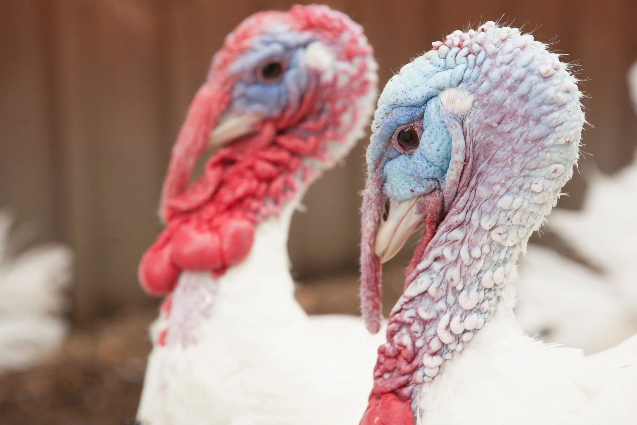 turkey boys.jpg