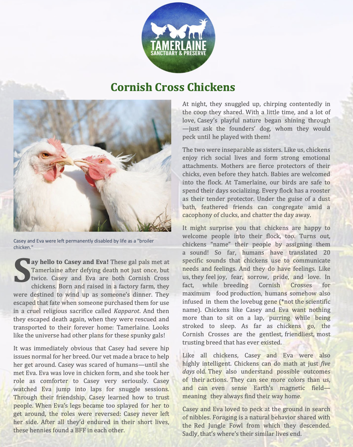 Cornish-Cross, "Broiler" Chickens
