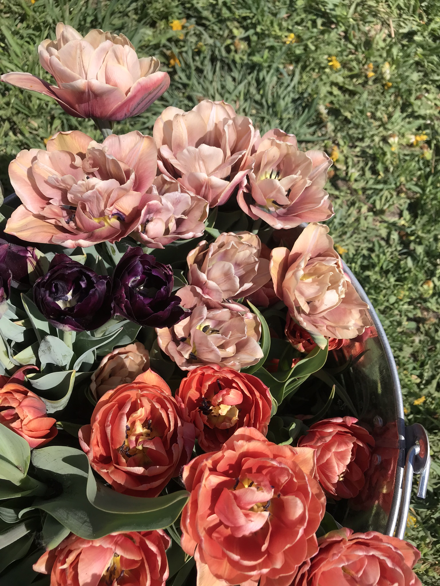 IMG_3472.jpeg
