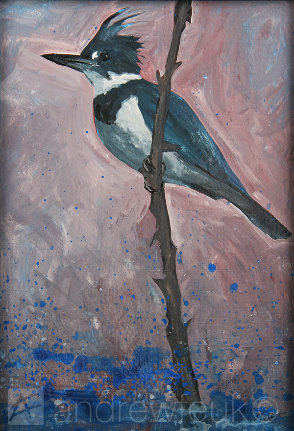 Belted Kingfisher #1