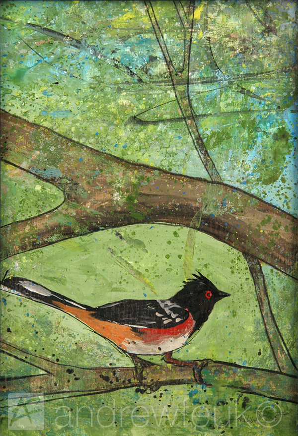 Spotted Towhee #1