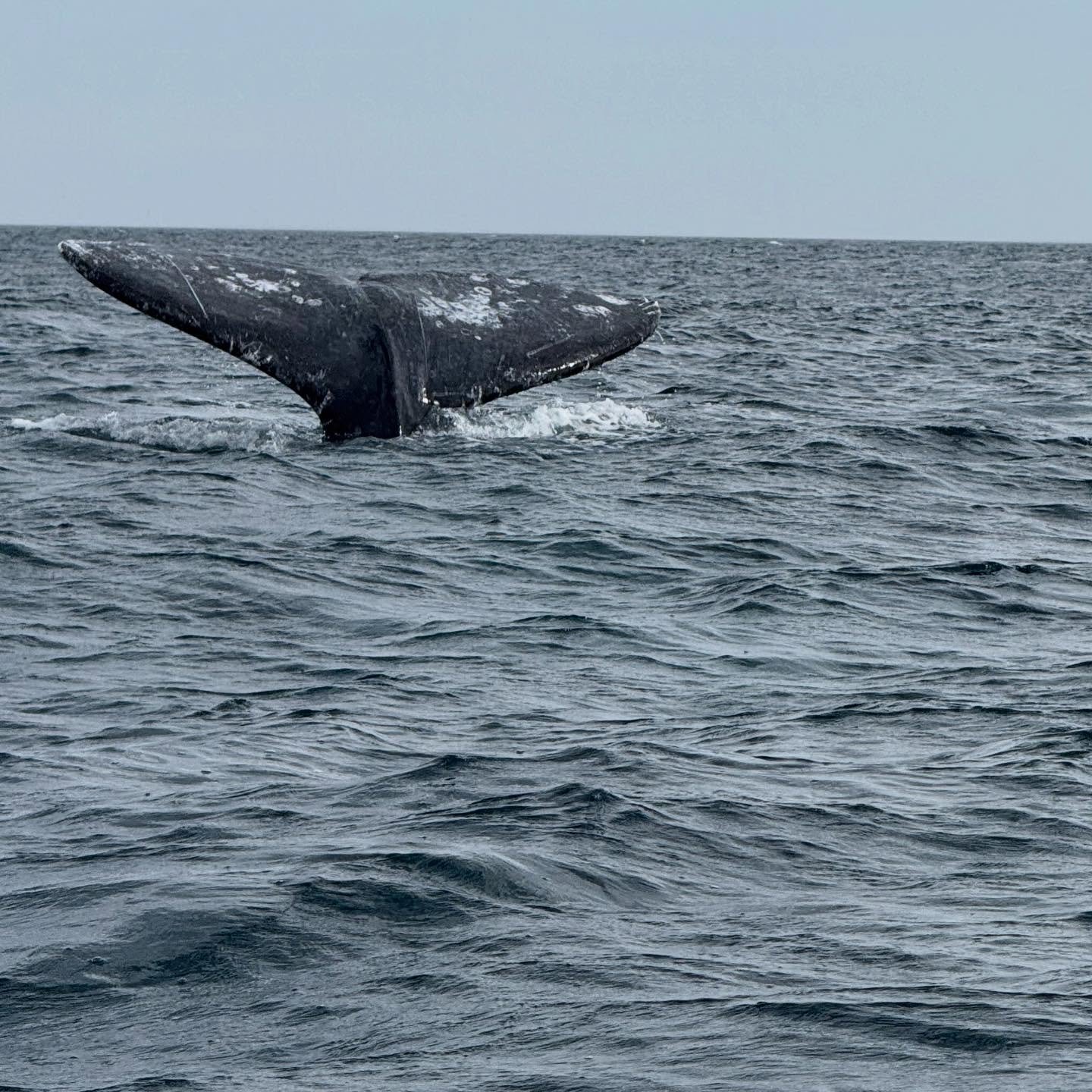 Whale watching 🐋 🌊 

#puertosancarlos #whalewatching #m&eacute;xico