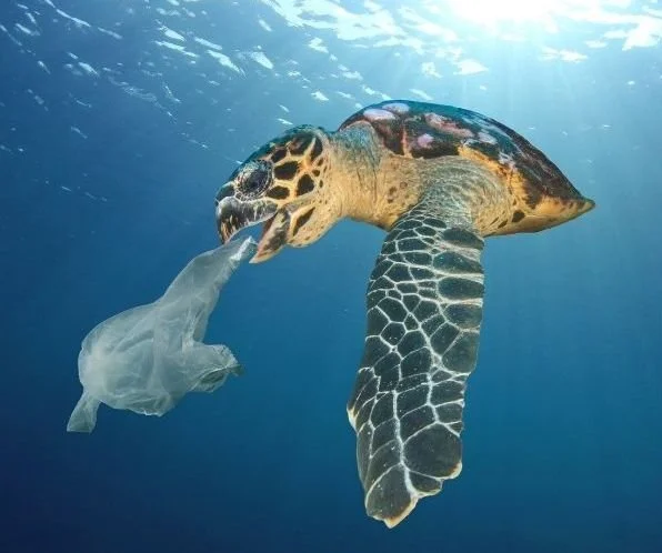 Plastic Pollution Coalition – Plastic Pollution Solutions