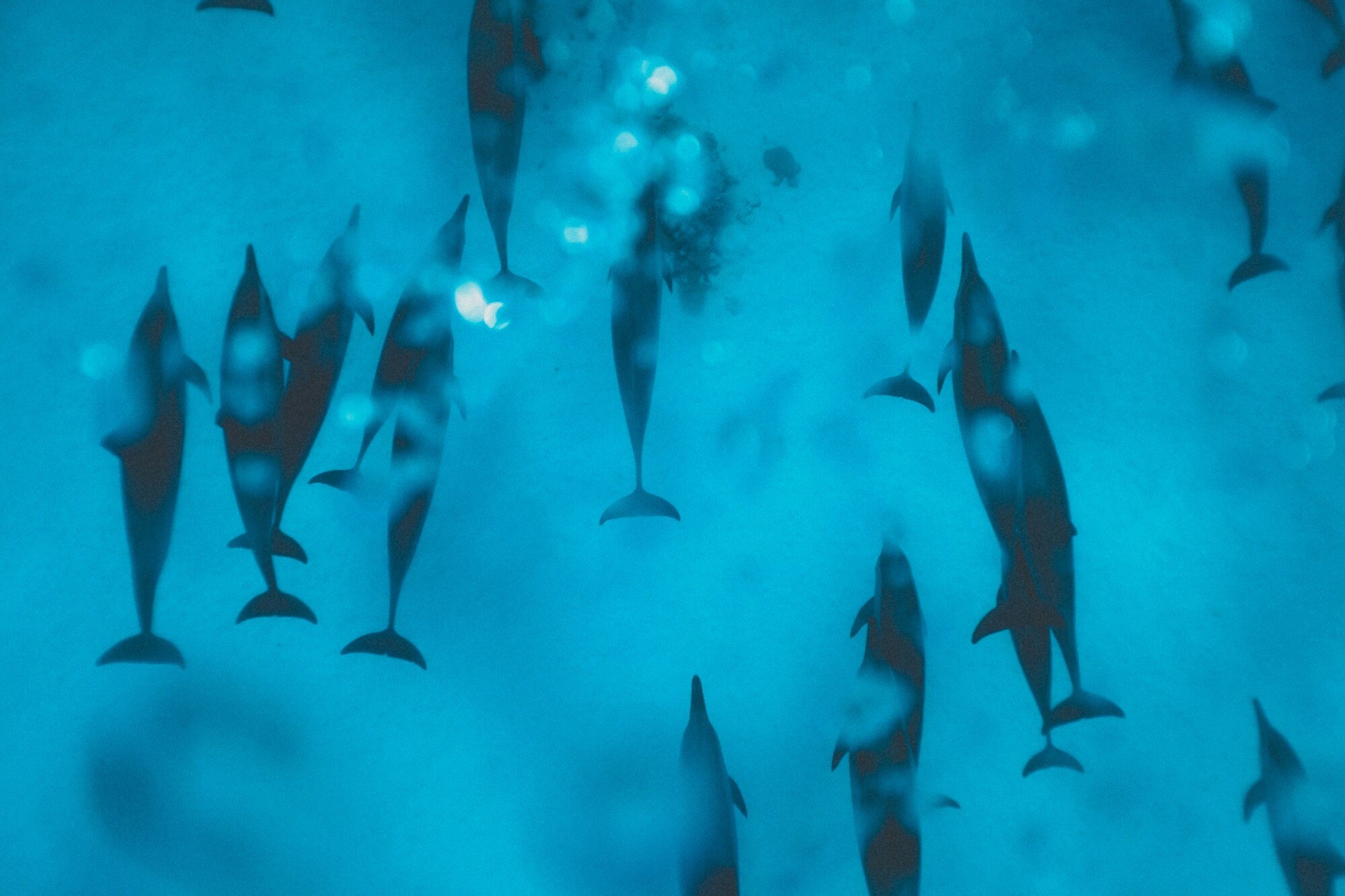 What is Biomimicry? – Biomimicry Institute