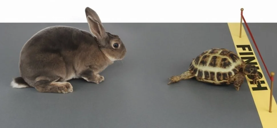 7e9b9-tortoiseandhare.jpg