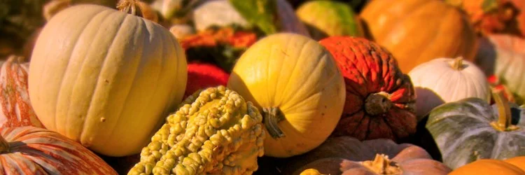 November 2015: A bounty of gratitude