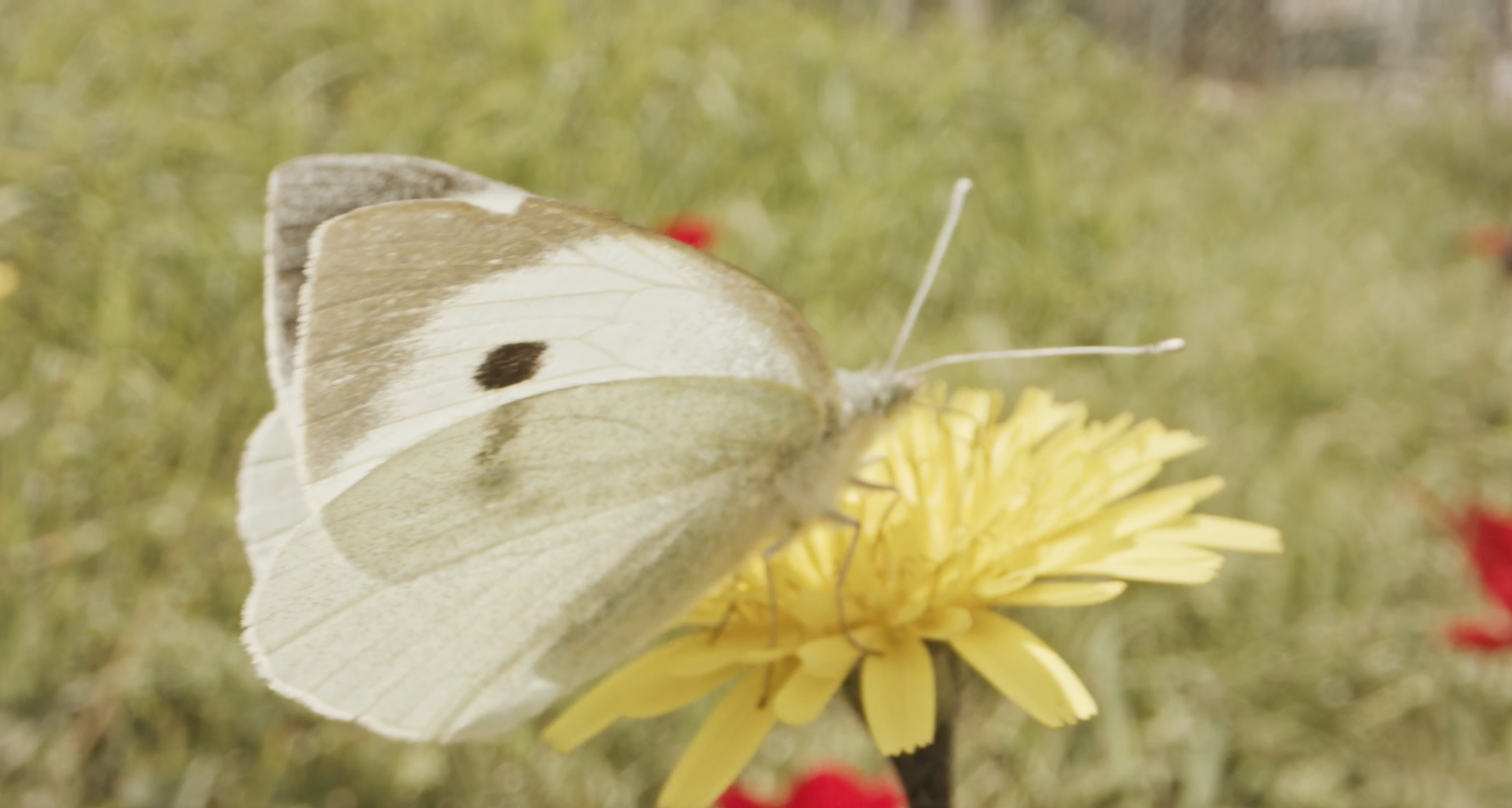 hvy_drt_cross_pollination.png
