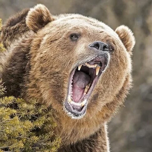 The Bear Rug Story: A Selection from Neal Stephenson’s Reamde (2011)