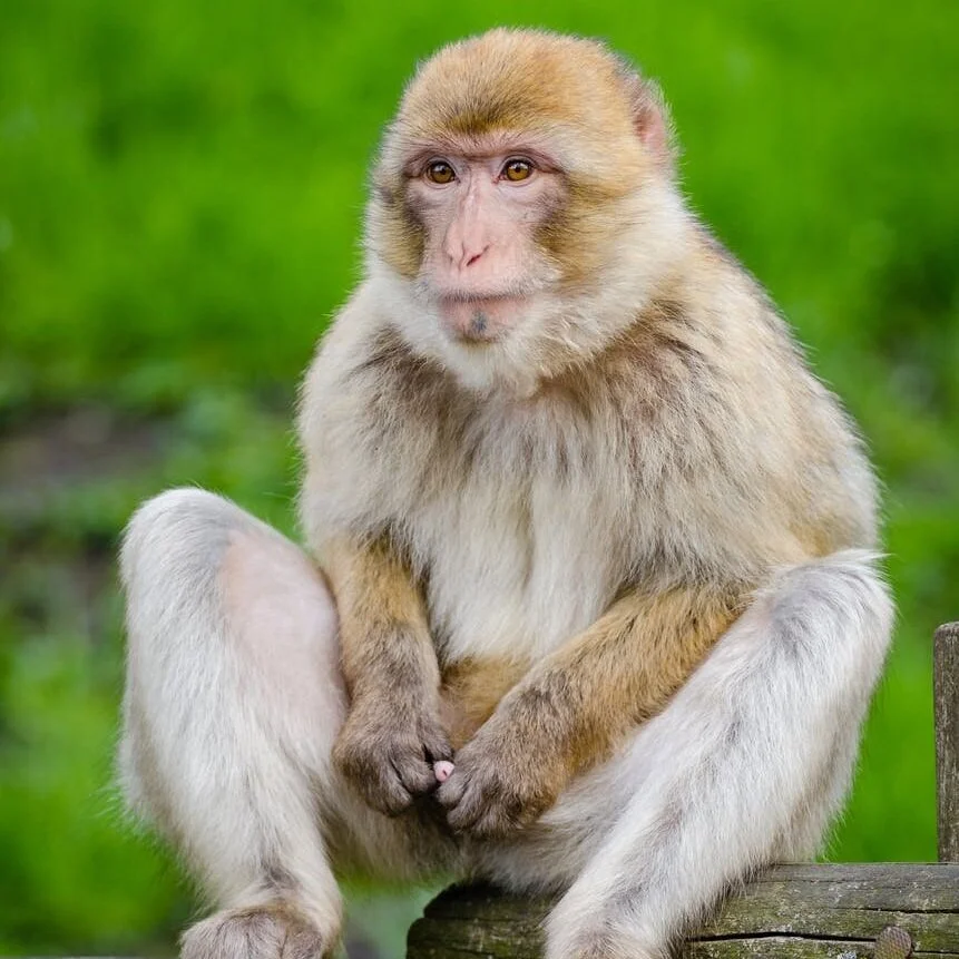 Pissing Monkey Syndrome: A Selection from Tom Wolfe’s Back to Blood (2012)