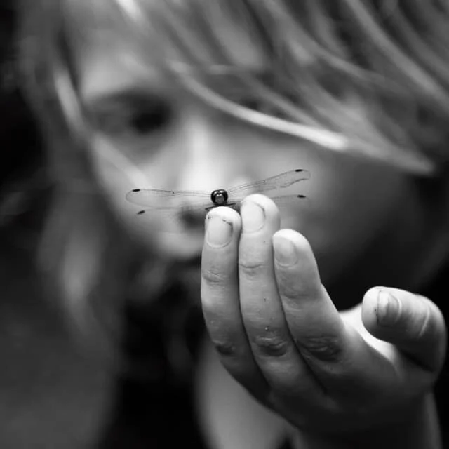 Science and the Quest for Beauty: A Selection from Douglas Hofstadter &amp; Emmanuel Sander’s Surfaces and Essences (2013)