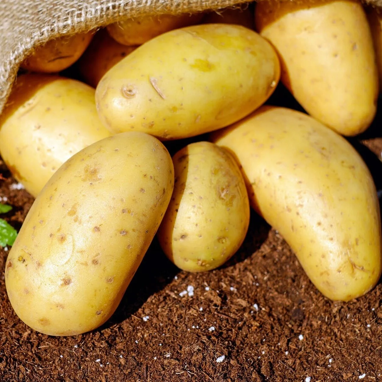 The Potato Giveth, and the Potato Taketh Away: A Selection from Charles C. Mann’s 1493 (2012)