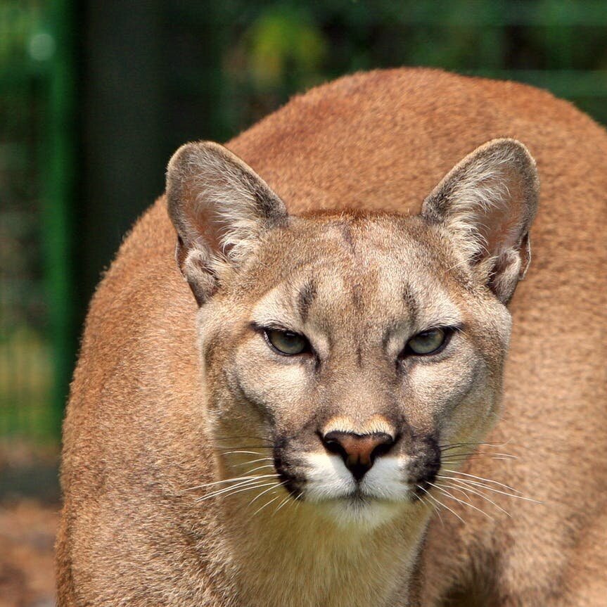 That Time a Mountain Lion Tried to Kill Me: A Selection from Mike Spencer Bown’s The World’s Most Travelled Man (2018)