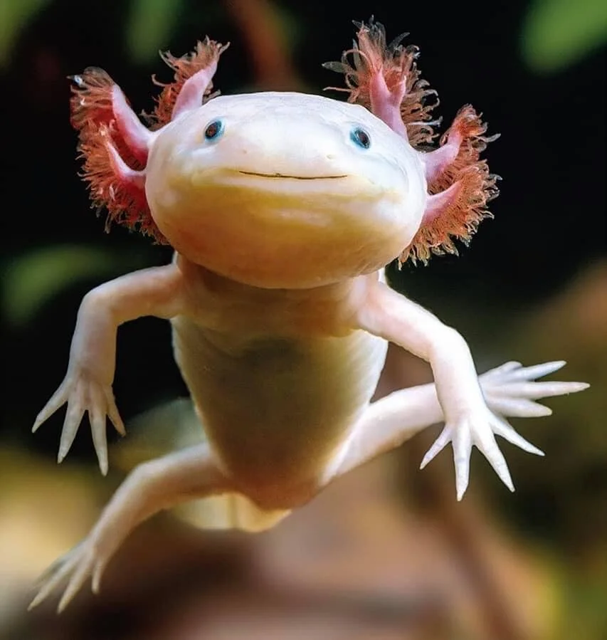 The Punctuation of Coronavirus Time