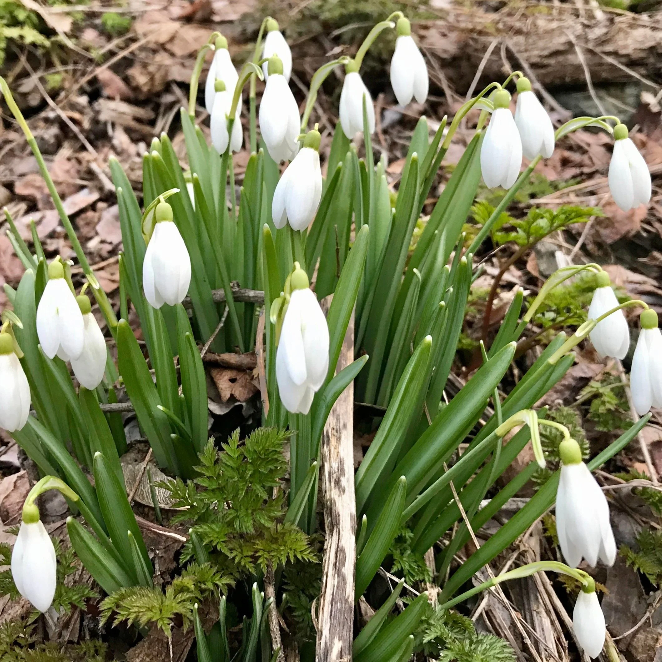 The Punctuation of Snowdrop Time