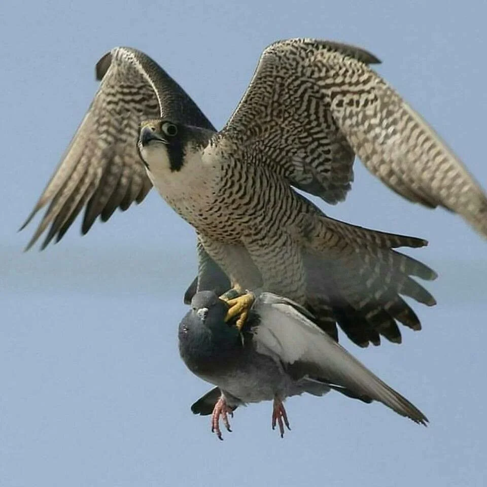 Pigeons and Peregrines