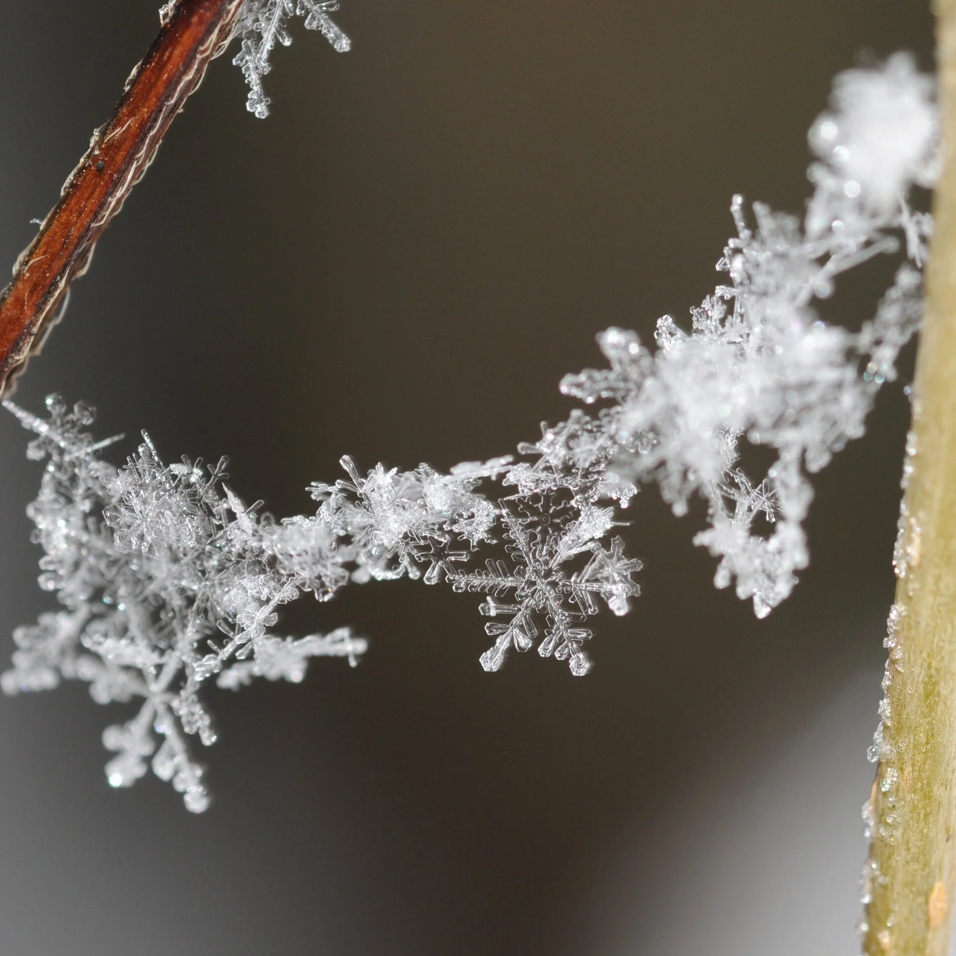 The Real Snowflakes: A Selection from David Frum’s Trumpocalypse (2020)