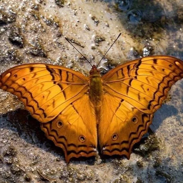 Little Champion: A Selection from Tony Hoagland’s Application for Release from the Dream (2015)