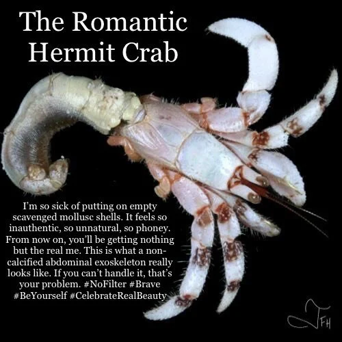 The Romantic Hermit Crab