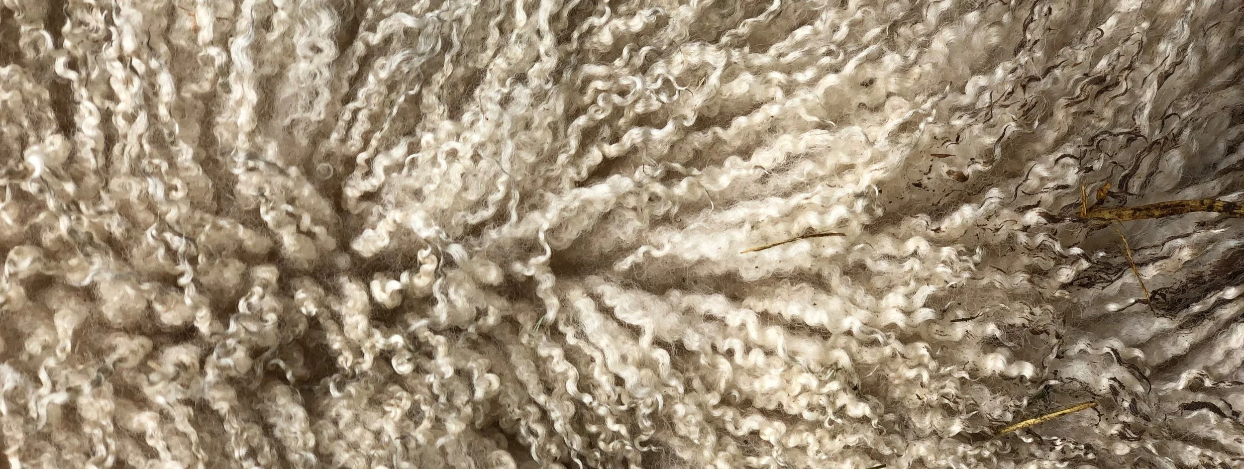 Sheep+Wool+Locivore.jpg