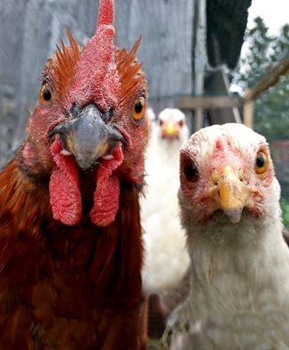Look, chickens!