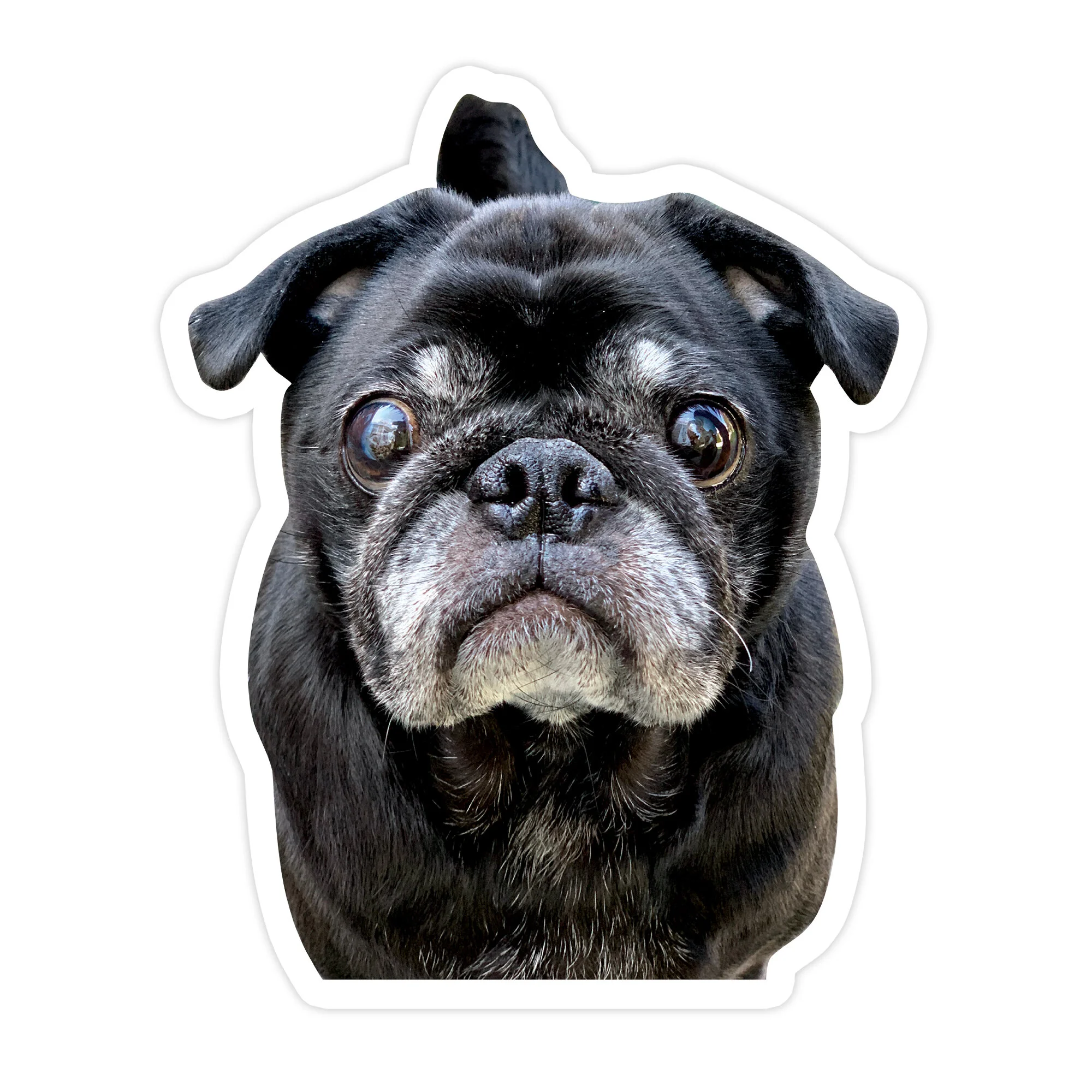 STICKER// Black Pug