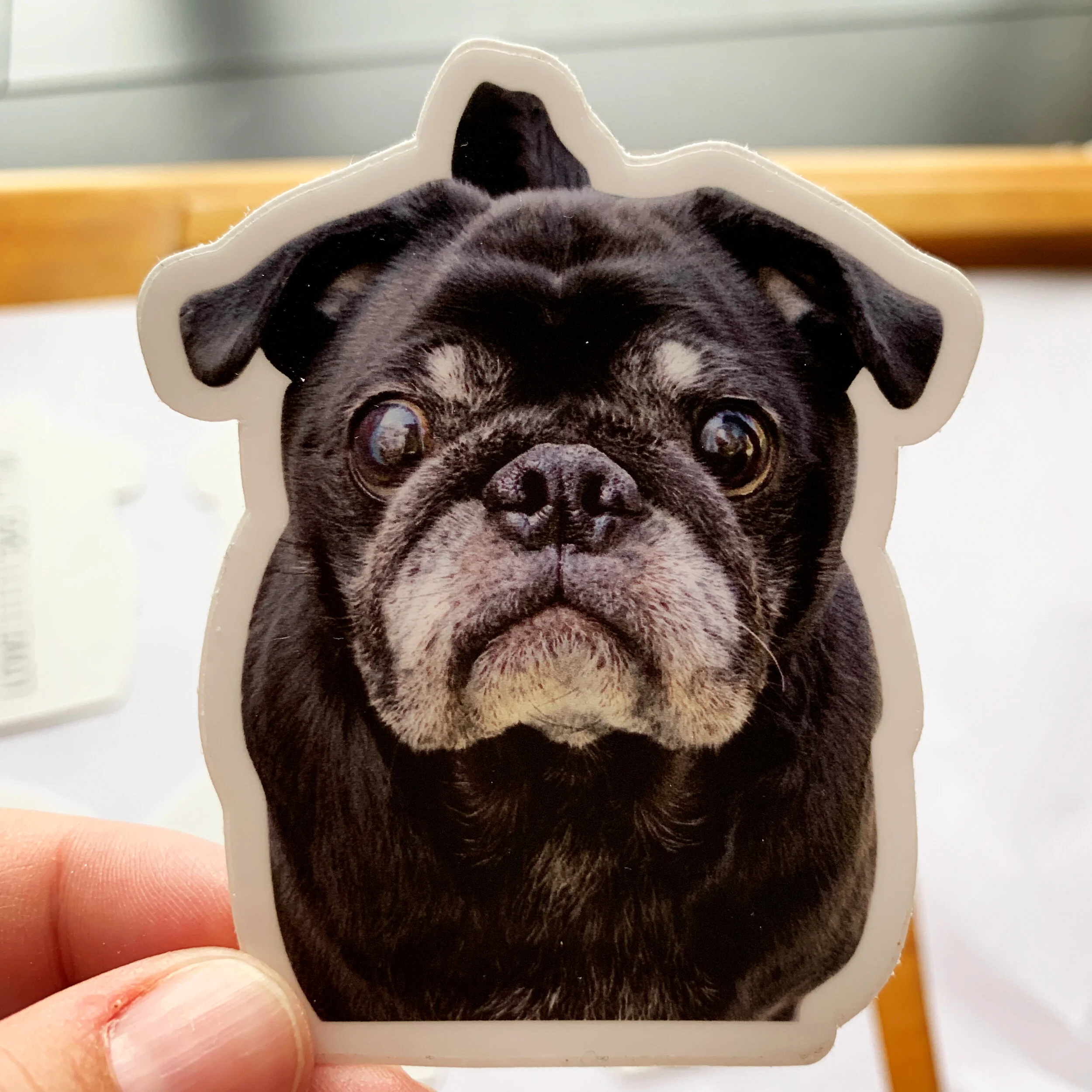 lifestyle-bruce-the-pug.jpg