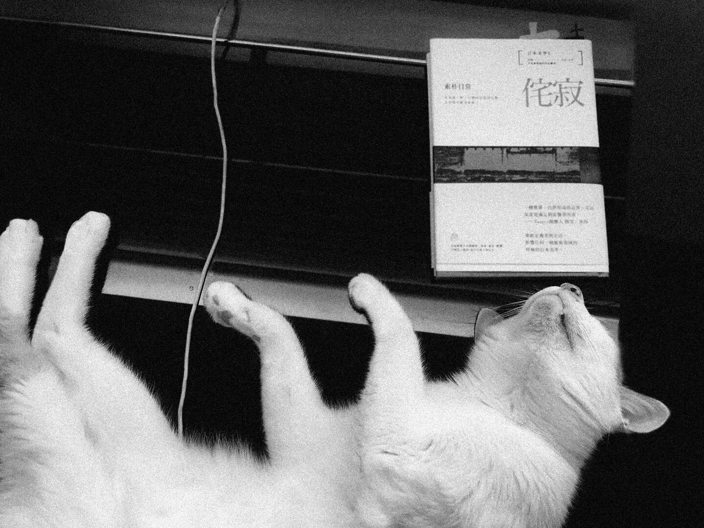 Wabisabi侘び寂び。

在淘寶出現一堆赤貧、孤寂風傢俱擺飾，講真的好看手癢存到購物車的真不少；但終究不如擁有一隻貓跟一本書來的有韻味就是。