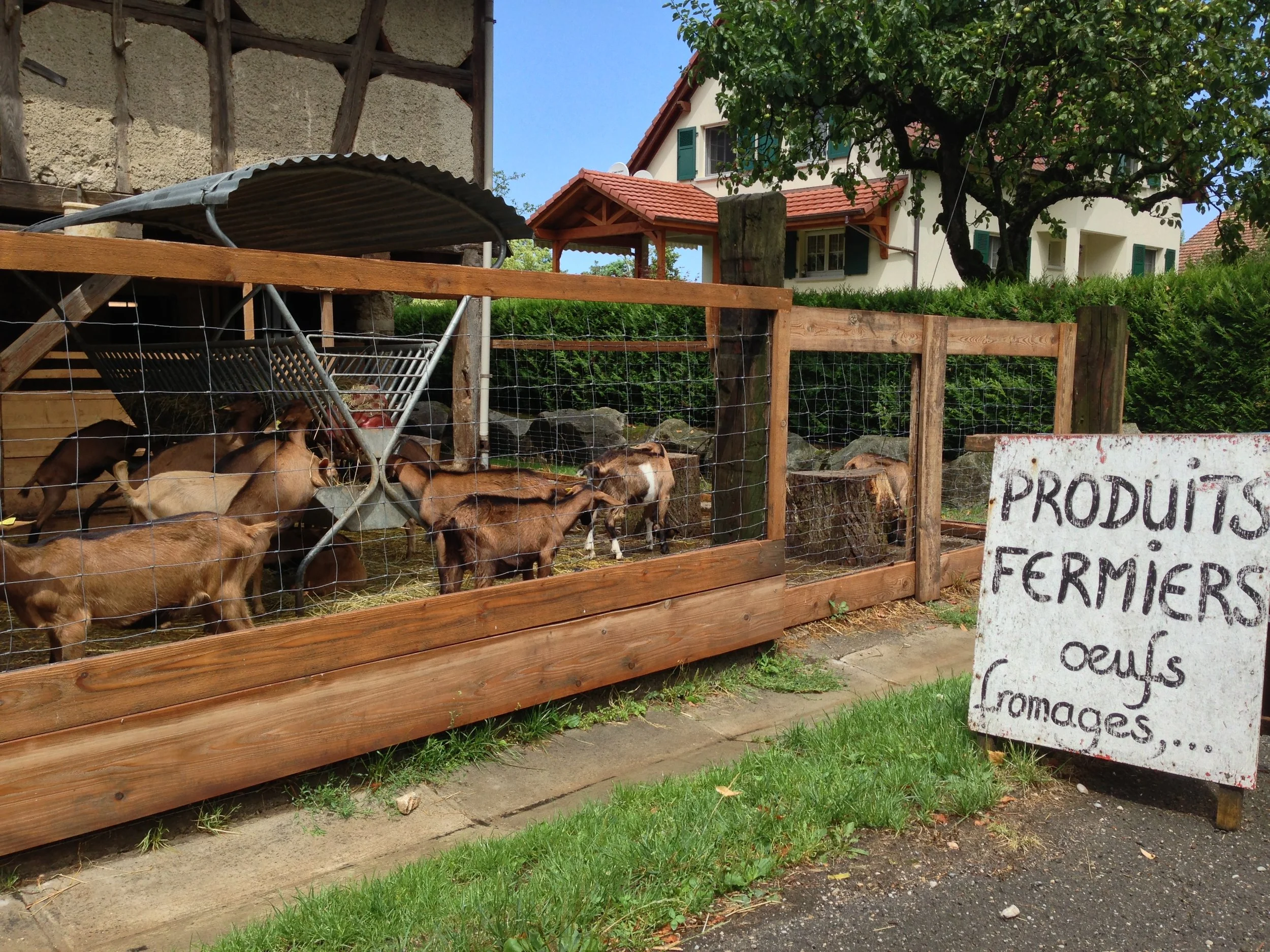 Food markets as rapid immersion into culture and history