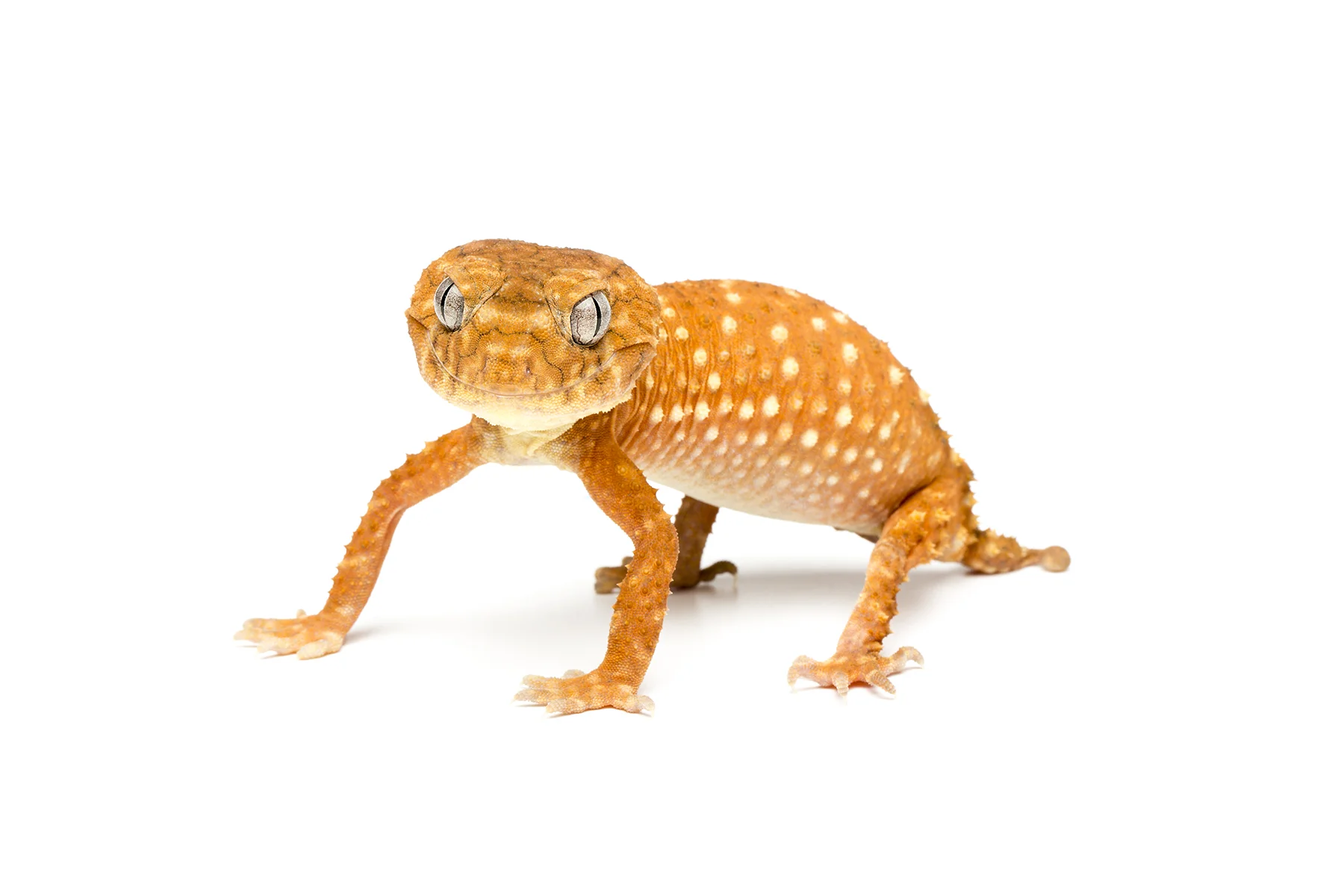 N.amyae2_sRGB_1800x1200_72ppi.jpg