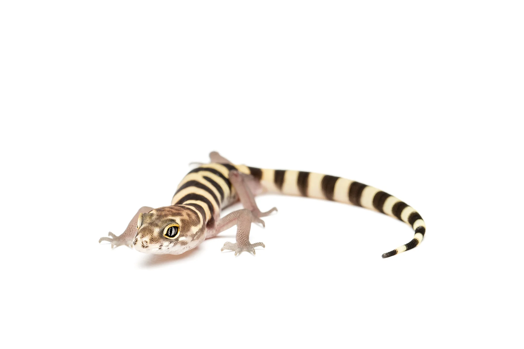 C.brevis2_sRGB_1800x1200_72ppi.jpg