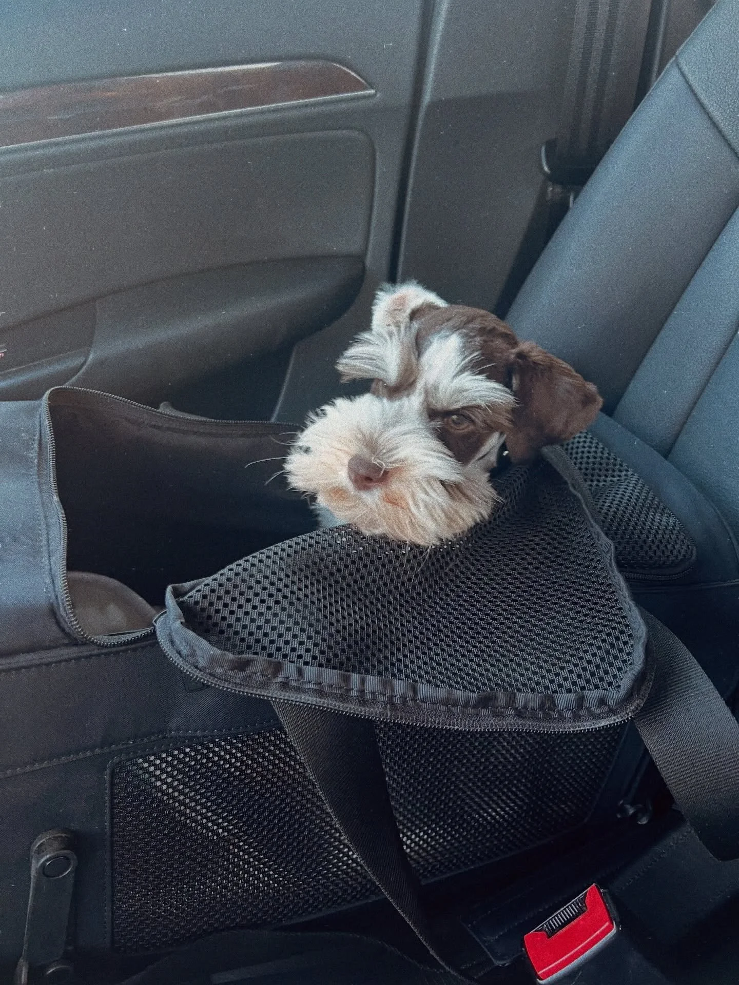 Two years of Helmut 🤍

From LA to NYC, you&rsquo;ve been my little constant through every change. My best friend and the sweetest companion I could ever ask for. Happy 2nd birthday to my forever baby 🐾✨

#minischnauzers #schnauzerlove