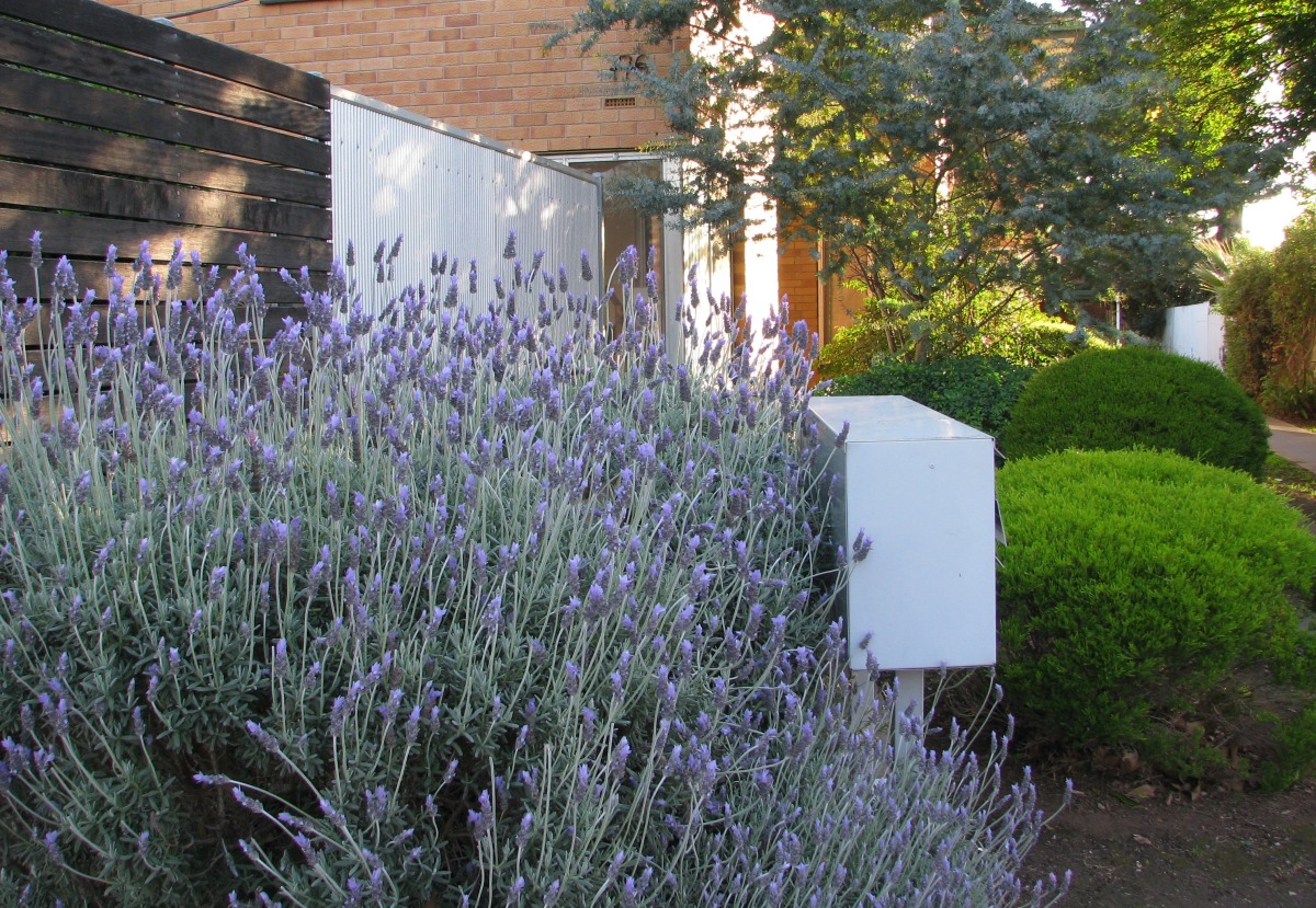 Front garden, street side
