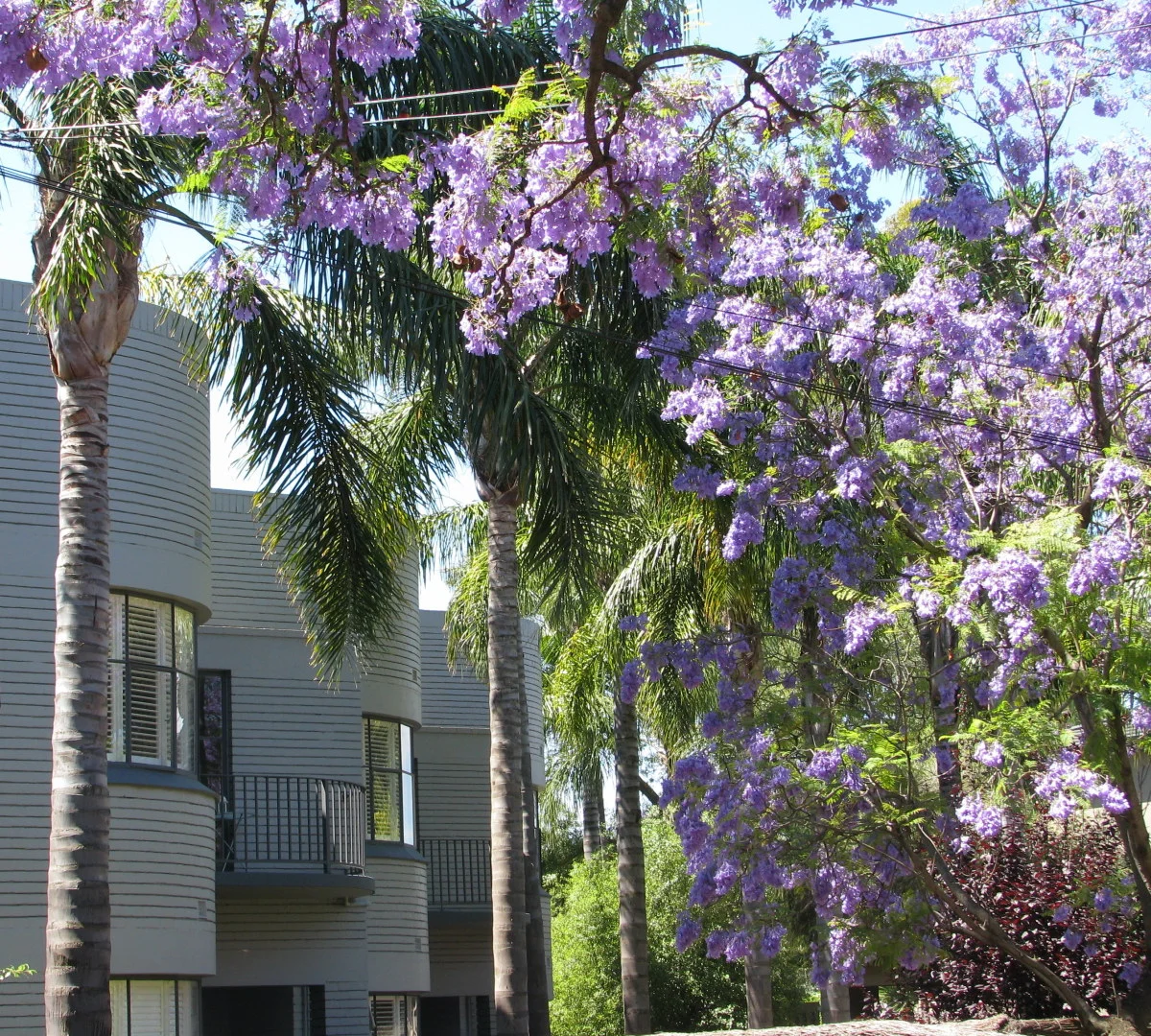 Apartment building in jacaranda lined street