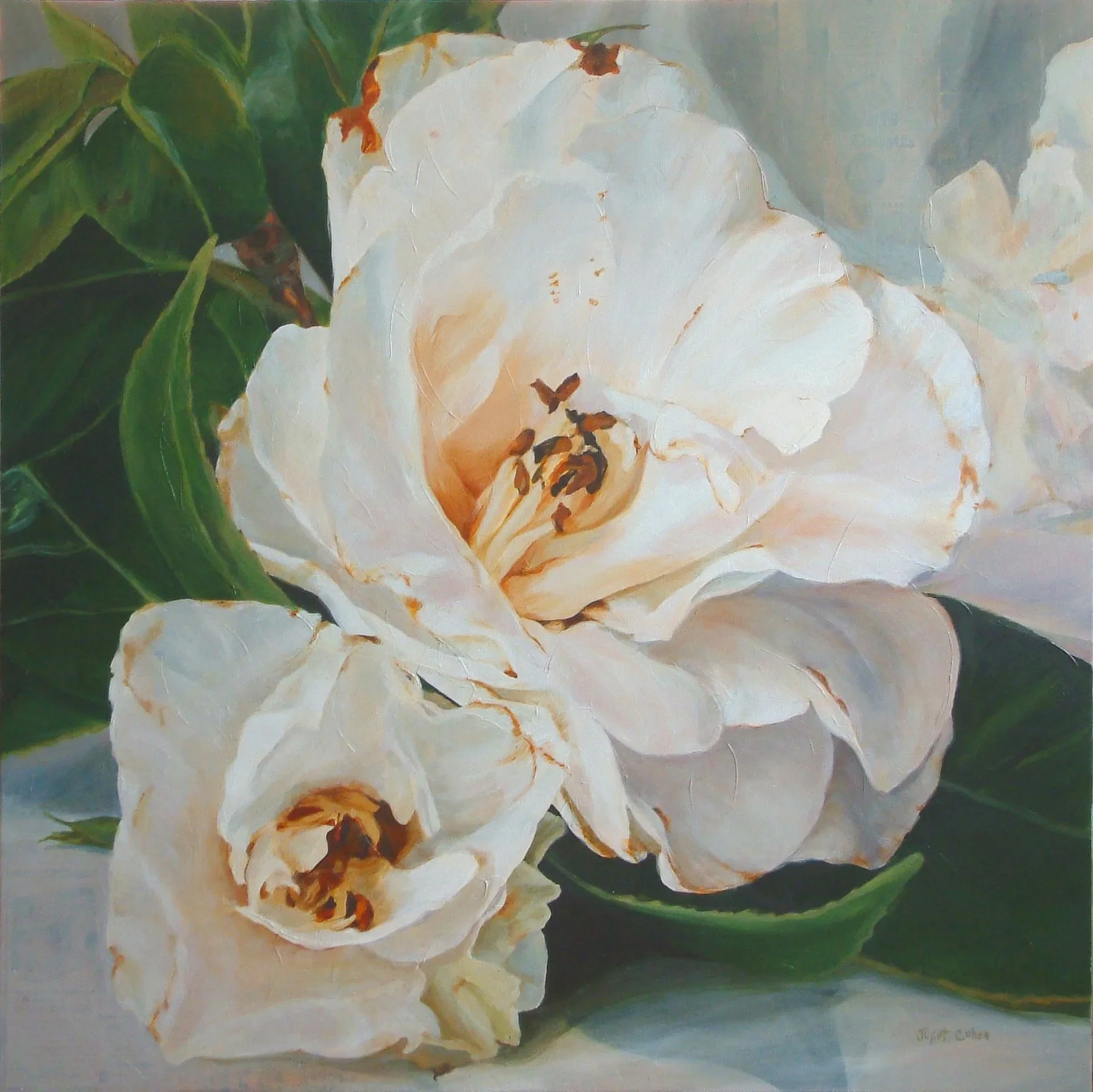 large+white+camellias+16%3A11%3A10.jpg
