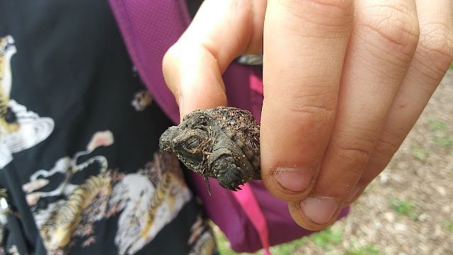 tinyturtle.jpeg