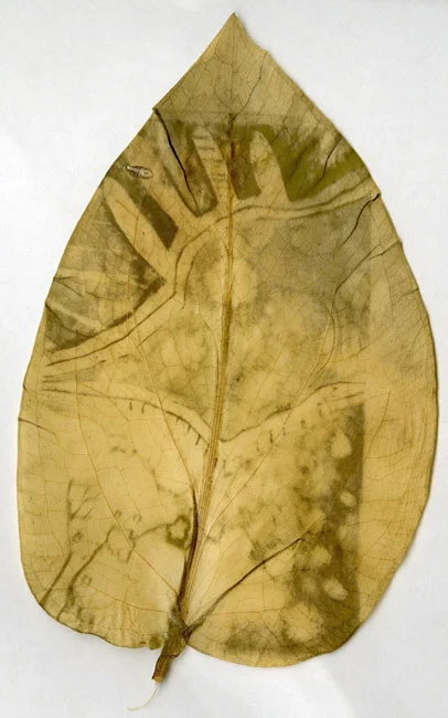 leaf1.jpg