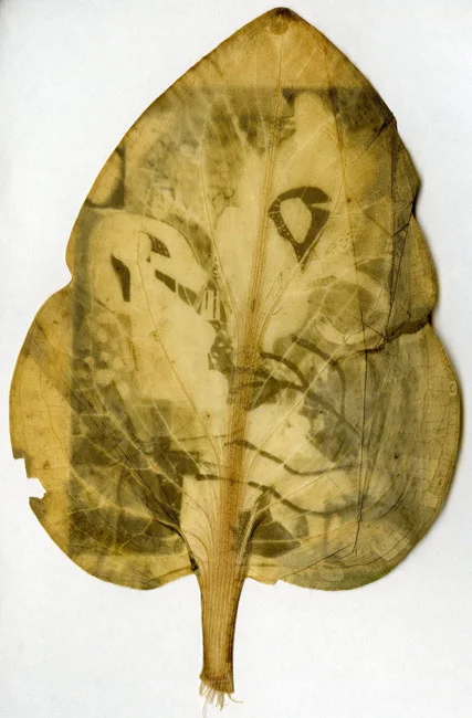leaf2.jpg